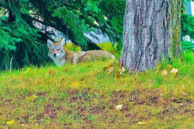Banff Evening Wildlife/ Scenic Tour – Lakes, Hoodoos & Bow Falls - Lake Minnewanka for Reflections and Easy Evening Photos