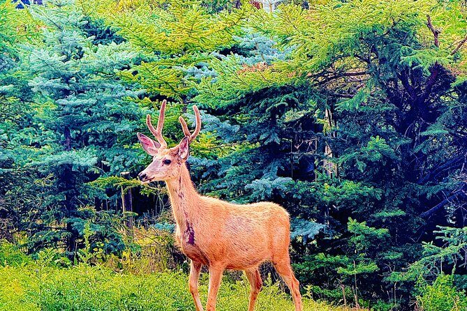 Banff Evening Wildlife/ Scenic Tour – Lakes, Hoodoos & Bow Falls - Two Jack Lake: Another Reflection Stop, Less Rush