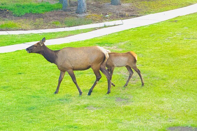 Banff Evening Wildlife/ Scenic Tour – Lakes, Hoodoos & Bow Falls - Hoodoos Viewpoint Walk: Small Effort, Big Rock Formations