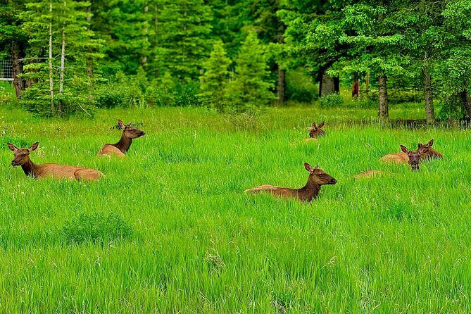Banff Evening Wildlife/ Scenic Tour – Lakes, Hoodoos & Bow Falls - Wildlife Spotting: What the 97–98% Promise Really Means