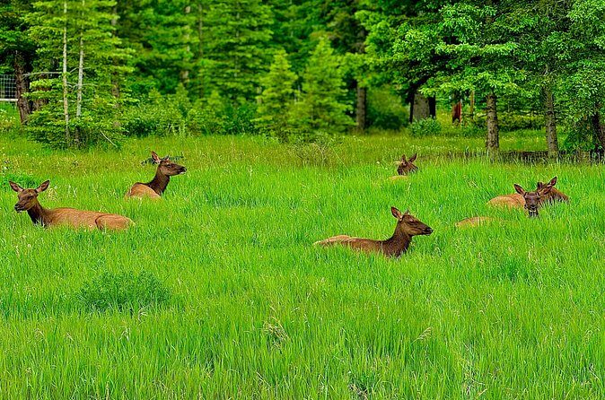 Banff Evening Wildlife/ Scenic Tour – Lakes, Hoodoos & Bow Falls - The Fairmont Banff Springs “Surprise Corner” Photo Angle