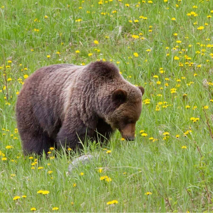Banff: Lake Louise, Moraine Lake, Gondola, Cave & Basin Tour - Bow Falls and Surprise Corner: small stops with real payoff