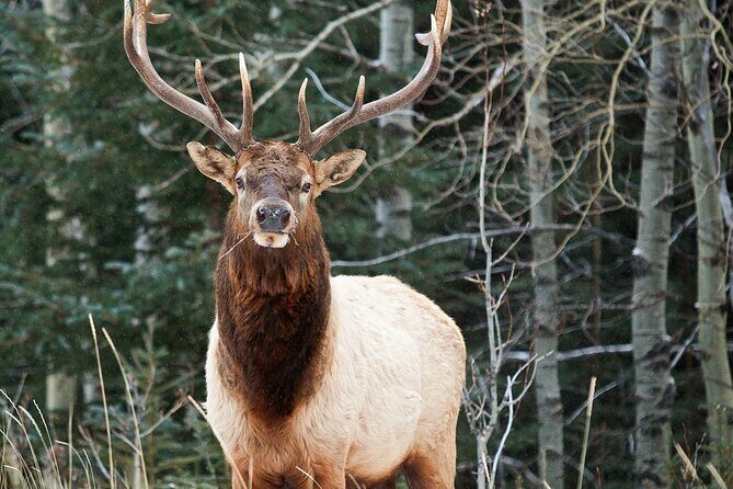 Banff LOST TOWNS and Untold Stories! 2hr Walk + Transportation - Banff Park Museum transfer: the easiest way to start