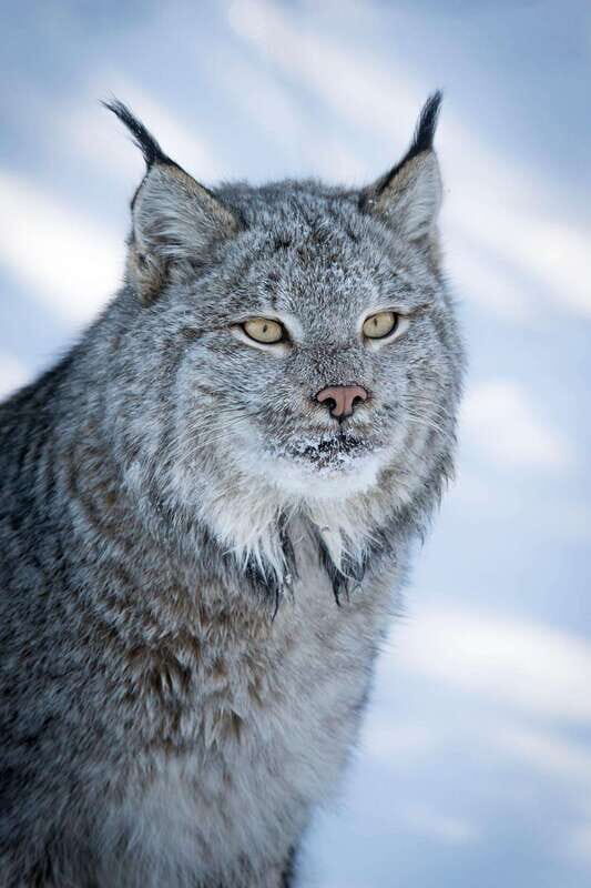 Banff: Winter Wilderness Walk with Wildlife Tracking - 2hrs - Starting at Cave and Basin: easy meetup, big winter payoff