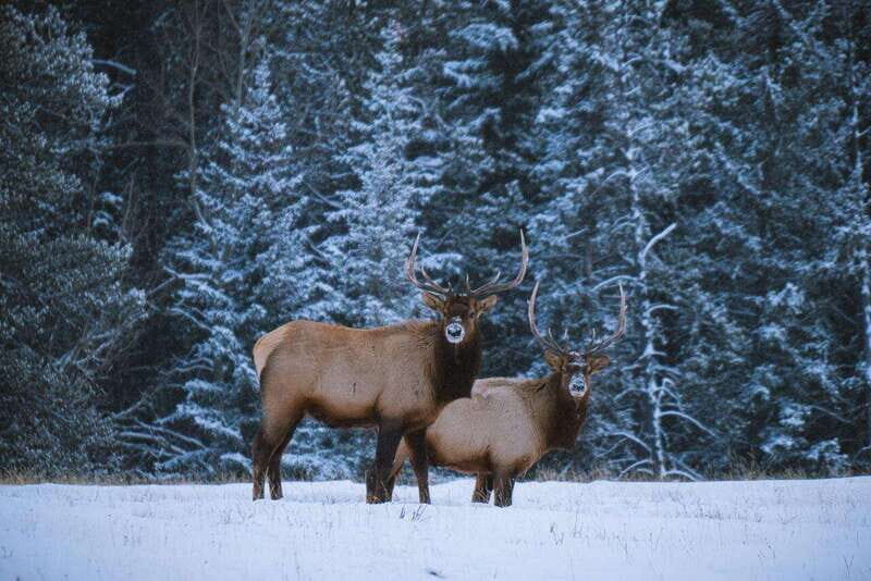 Banff: Winter Wilderness Walk with Wildlife Tracking - 2hrs - What wildlife you can realistically look for (and why it still feels exciting)
