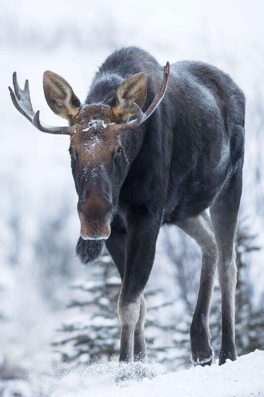Banff: Winter Wilderness Walk with Wildlife Tracking - 2hrs - Scenic stops that make your camera work in cold weather