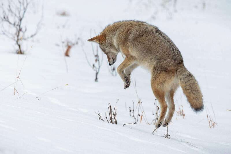 Banff: Winter Wilderness Walk with Wildlife Tracking - 2hrs - Winter tracking 101: reading signs like a local