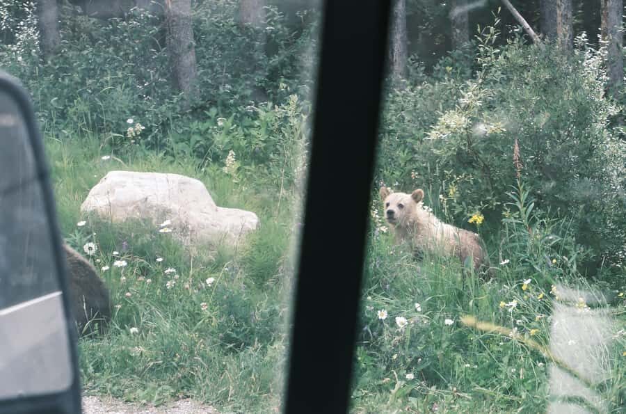 Calgary:Moraine Lake Sunrise & Lake Louise & Wildlife Safari - Bow Valley Parkway wildlife safari: 75 minutes to spot motion