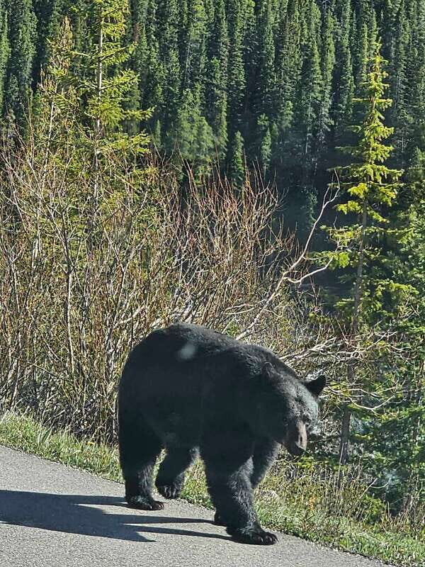 Emerald Lake, Lake Louise, Johnston Canyon & Banff Tour SUV - Lunch and Shopping Break: Built In, But Optional Planning Helps