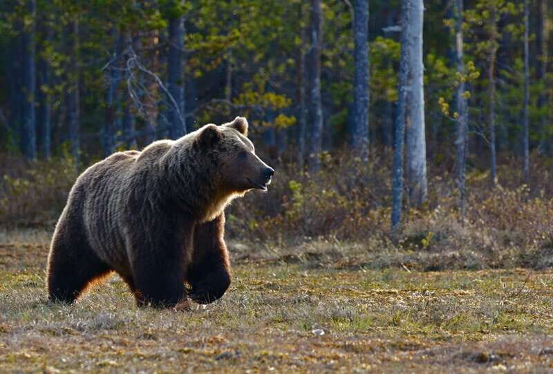 From Banff: Banff Wildlife & Scenic Highlights Premium Tour - Why dusk timing matters in Banff’s wildlife country