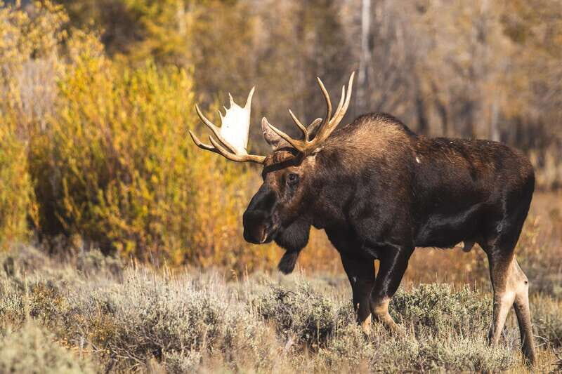 From Banff: Sunset Lake Louise, Moraine Lake & Wildlife Tour - Key Things You’ll Notice on This Dusk Tour