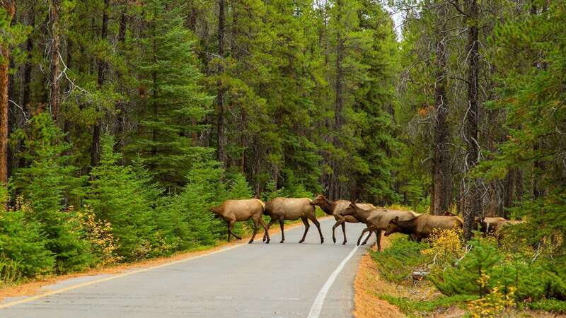 From Banff: Sunset Lake Louise, Moraine Lake & Wildlife Tour - Time on the Road Means Less Hassle for You