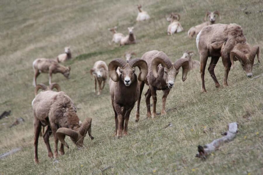 From Banff: Sunset Lake Louise, Moraine Lake & Wildlife Tour - What to Bring: Warm Layers and the Right Shoes