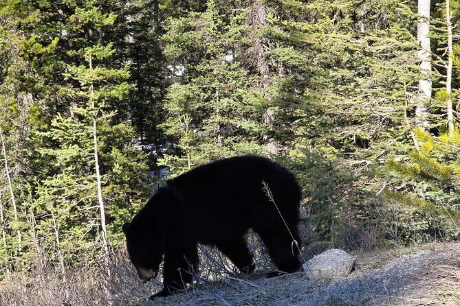 Shuttle Service between Canmore, Banff, Moraine Lake, Lake Louise - The reality check: who this shuttle is best for