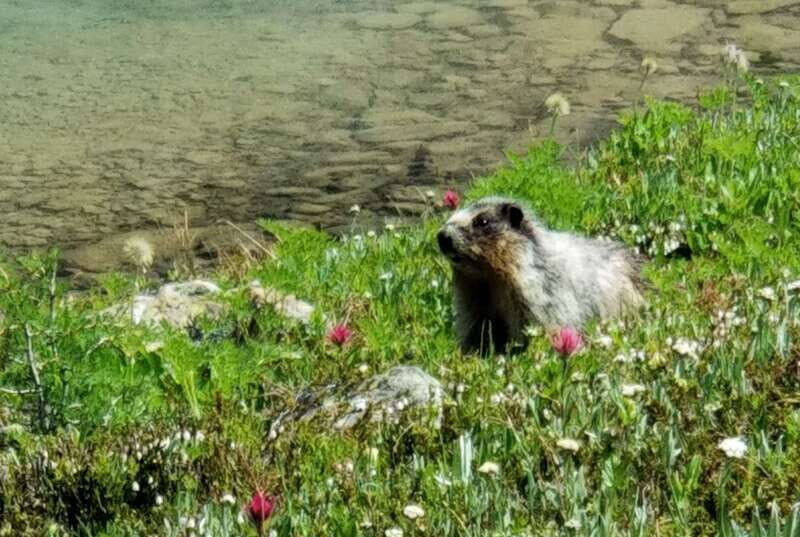 Sunshine Meadows Daily Guided Hike with Gondola - Quick highlights