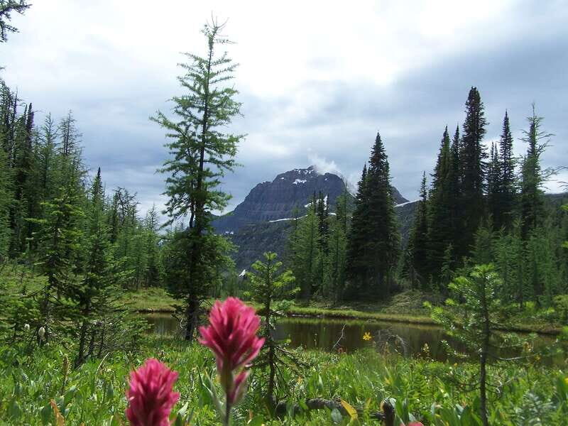 Sunshine Meadows Daily Guided Hike with Gondola - Sunshine Meadows: why this part of the Rockies feels special