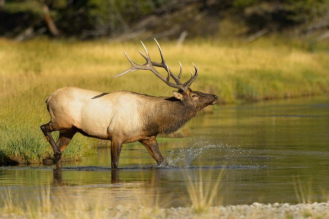 Wildlife on the Bow | Big Canoe Tour - Price and Value: Is $69.59 Worth It?
