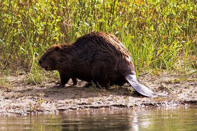 Wildlife on the Bow | Big Canoe Tour - Weather, Timing, and Practical Tips That Actually Help
